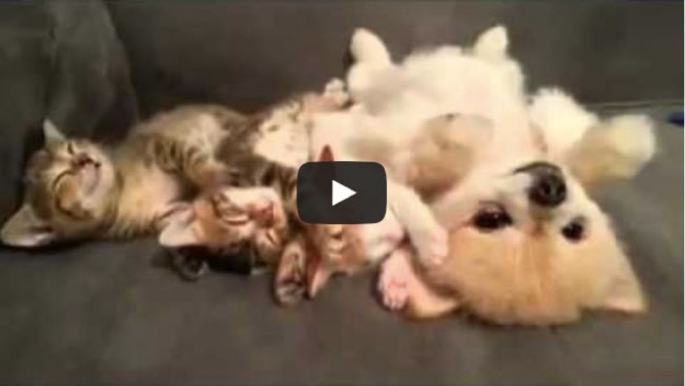 These 3 Kittens Napping with Their Dog Buddy. I Can't Handle the Cute!