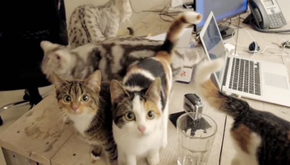 Watch These Lucky Humans Work in Office with Cats Around