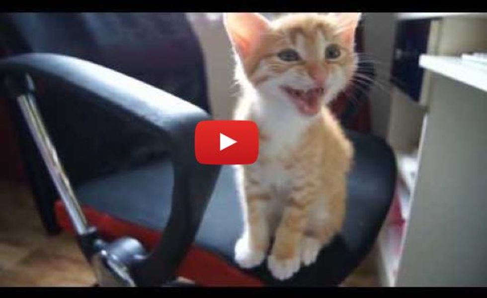 Various Kittens Meowing. This Will Melt Hearts!