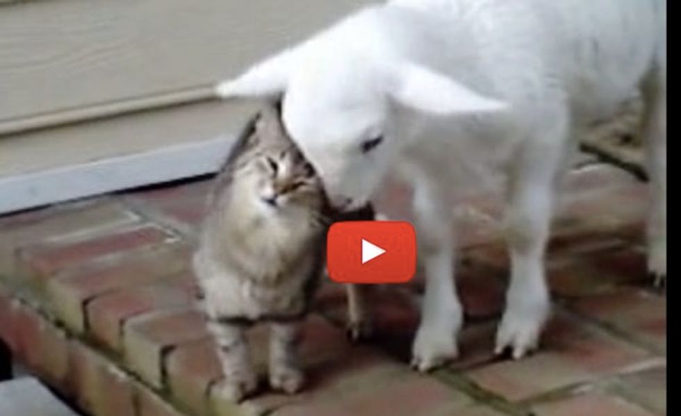 Cat Gets Ear Scritches from a Lamb