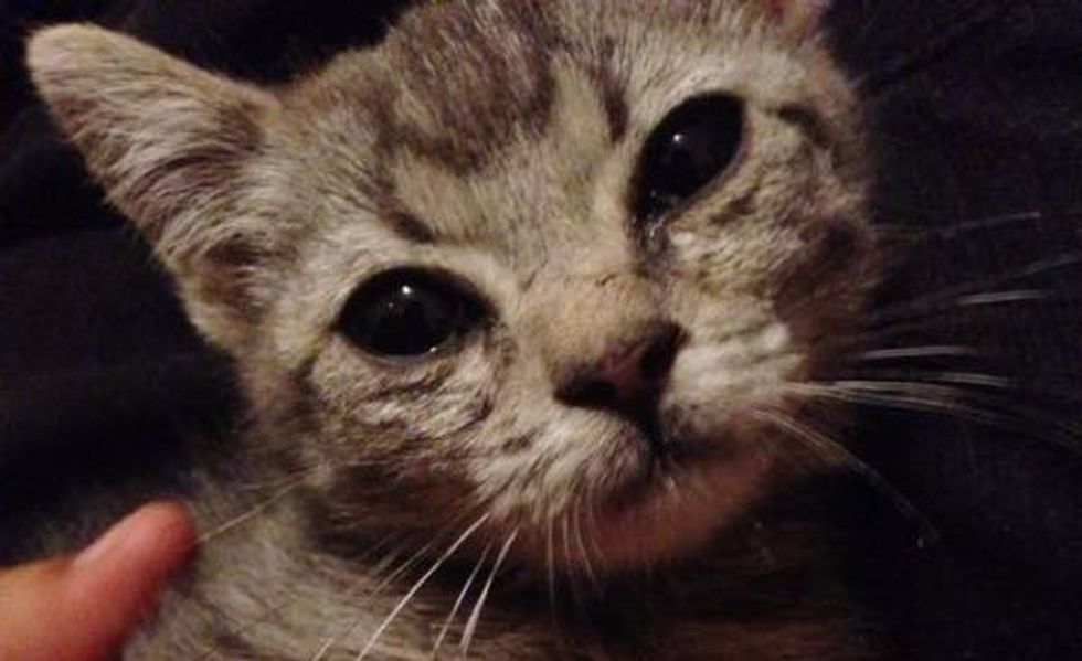 A Young Man Spent 4 Hours Rescuing Stray Kitten from a Car