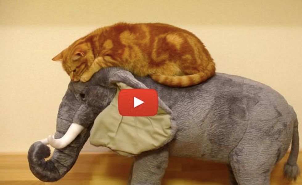 Cat Loves Riding on an Elephant