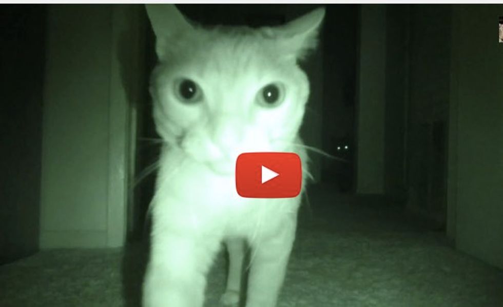 This is What These Cats Do at Night...
