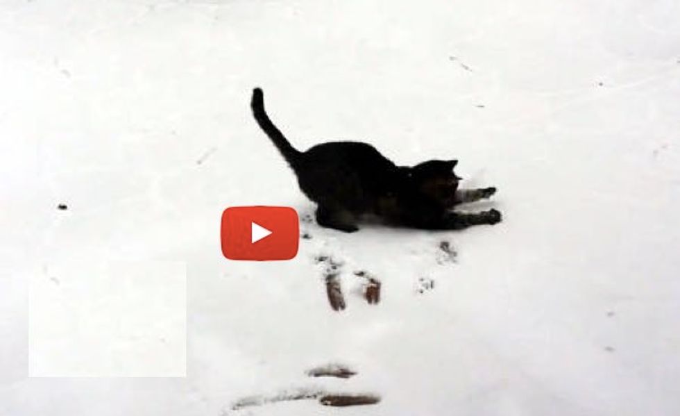 Cat Sees Snow for the First Time, Tries to Catch it!