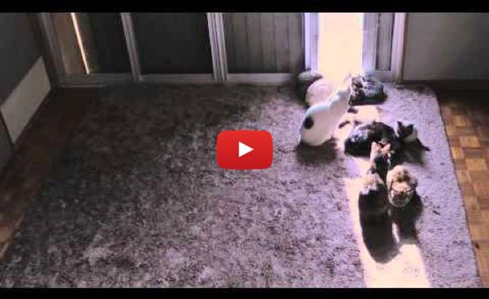 These Kitties Love Following the Sun - Time Lapse