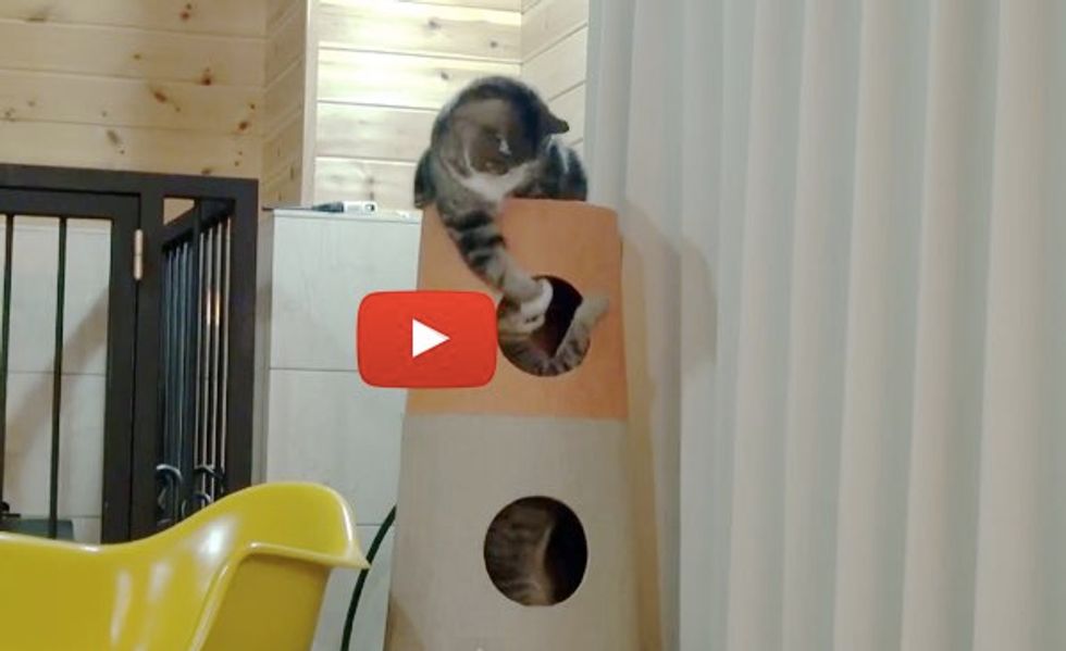 Maru and Hana Meet Interesting Cat Tower