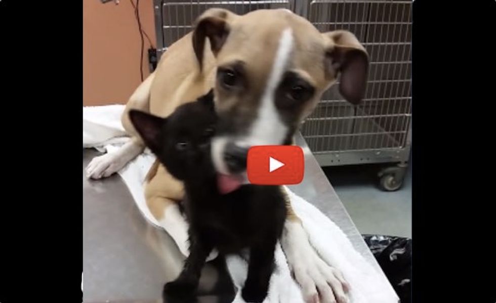 Kitten and Puppy Kept Each Other Warm in the Rain Rescued Together