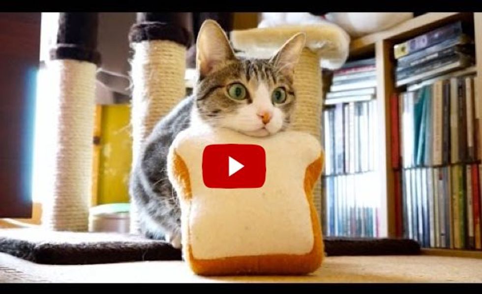 Bread Cat Launches Like a Missile - Love Meow