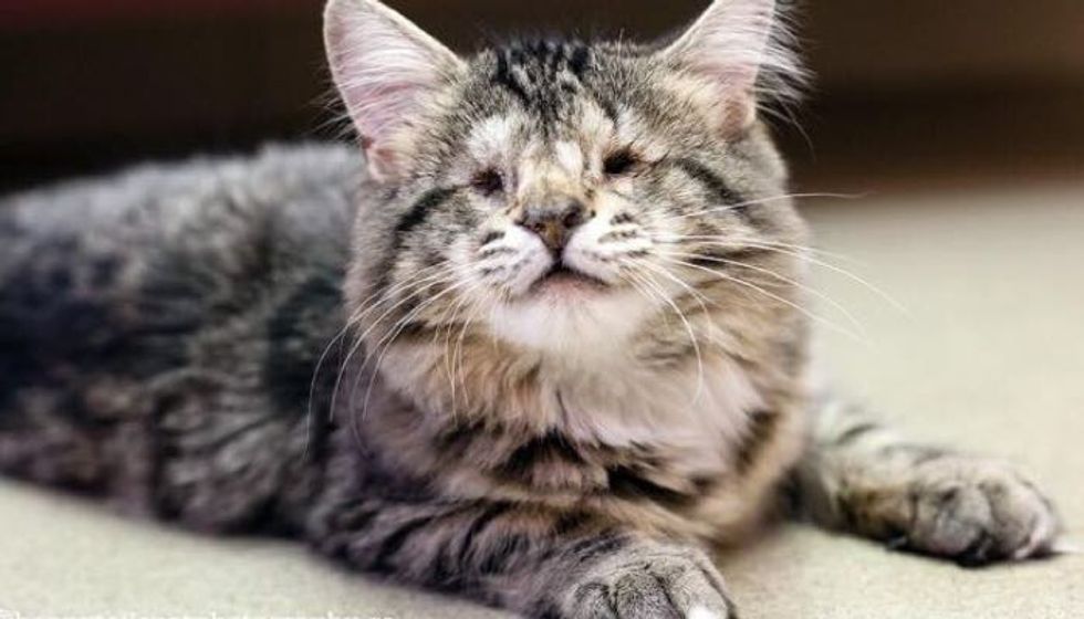 Cat with No Eyes Finds Hope and A New Home
