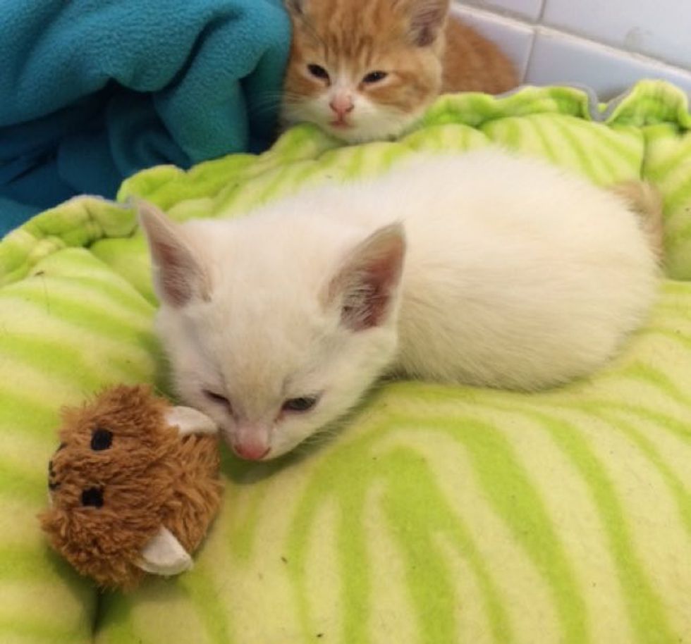 Meet the "Sesame Street" Kittens Rescued From Garbage Can. They Will