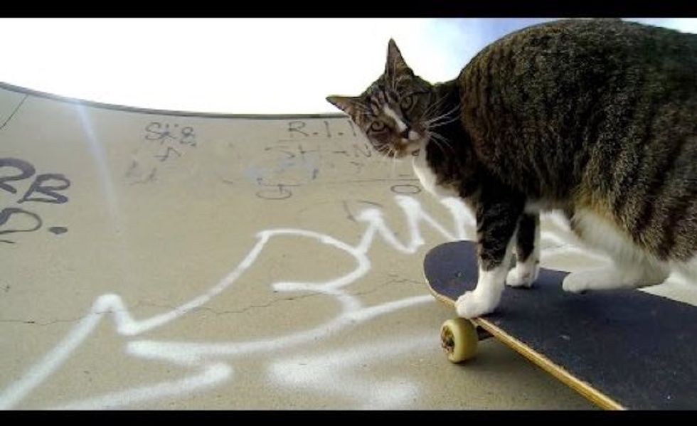 Didga the Cat Goes Skateboarding With Her Human