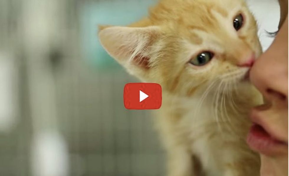 When You Hold a Shelter Kitten, Magic Happens...