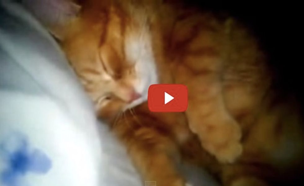 This Kitty Keeps His Human Awake When He Sleeps, but They Just Don't Have the Heart to Tell Him...