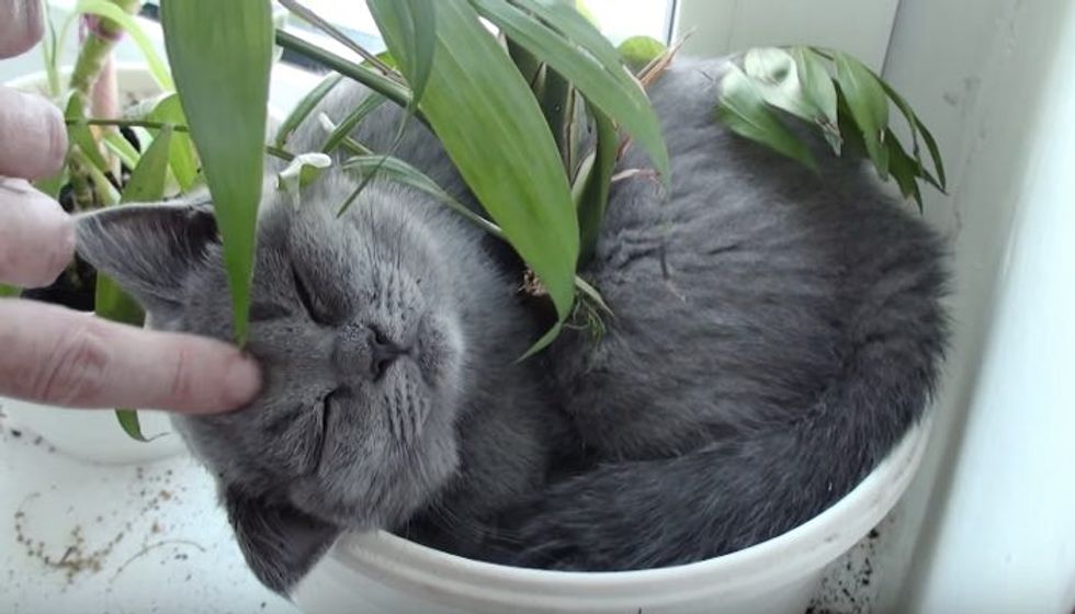 They Can't Find the Kitty Until They Look at the Flower Pot...