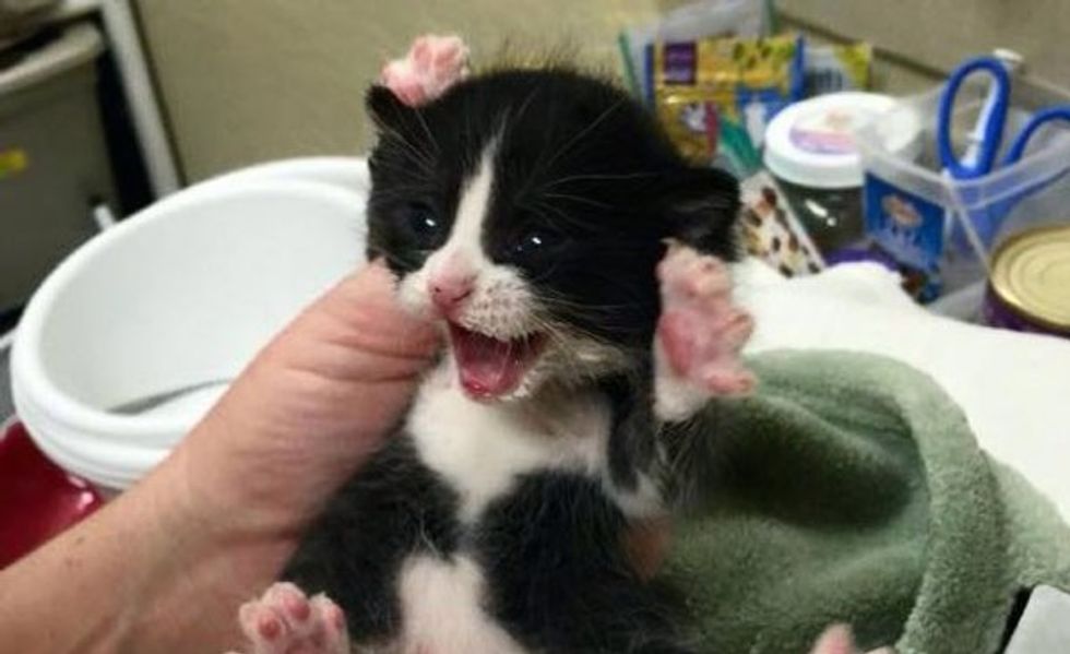 Wally The Happy Rescue Kitty Look At Those Jelly Beans Love Meow