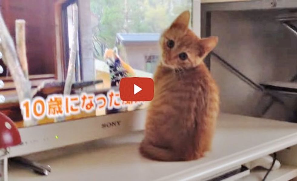 This Kitty Sees Red Pandas Getting Treats on TV, He Demands His Share Too!