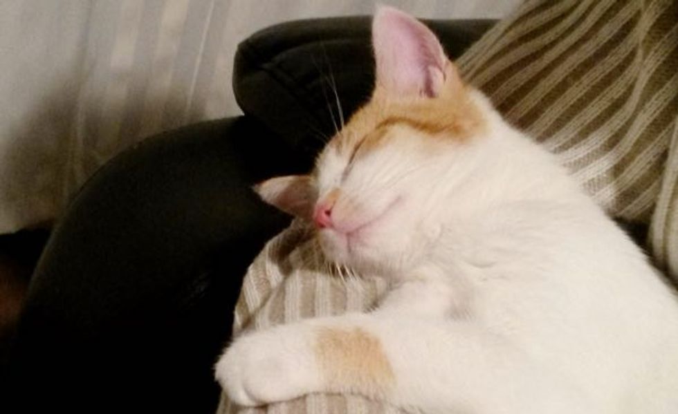 He Didn't Want a Pet, Then He Met This Cat Who Needed a Home... This Will Warm Your Heart!