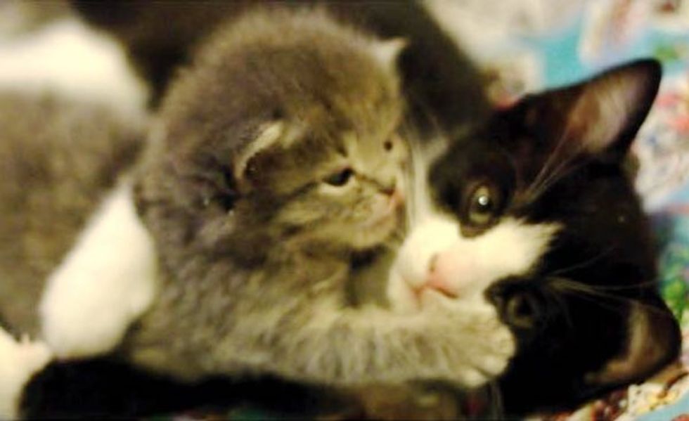 Rescue Cat Mama Adopts Orphan Kitten in Need of Motherly Love