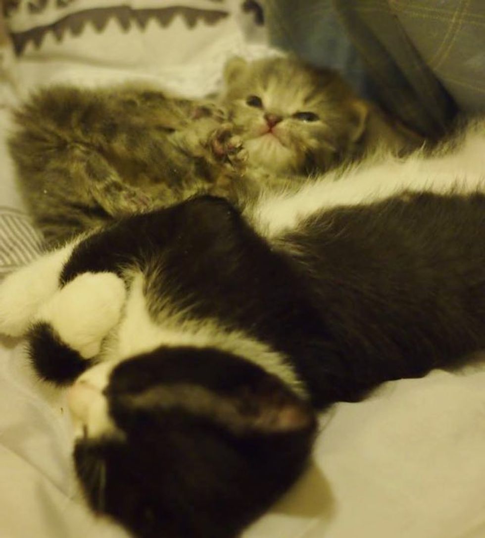 Rescue Cat Mama Adopts Orphan Kitten in Need of Motherly Love - Love Meow