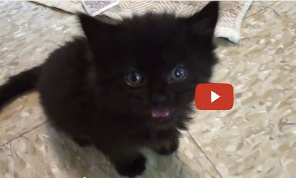 Black Cats Rule! This Little Buddy Will Tell You Why.