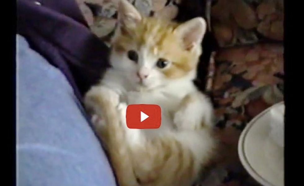 This Kitty Falls Asleep In the Middle of a Grooming Session