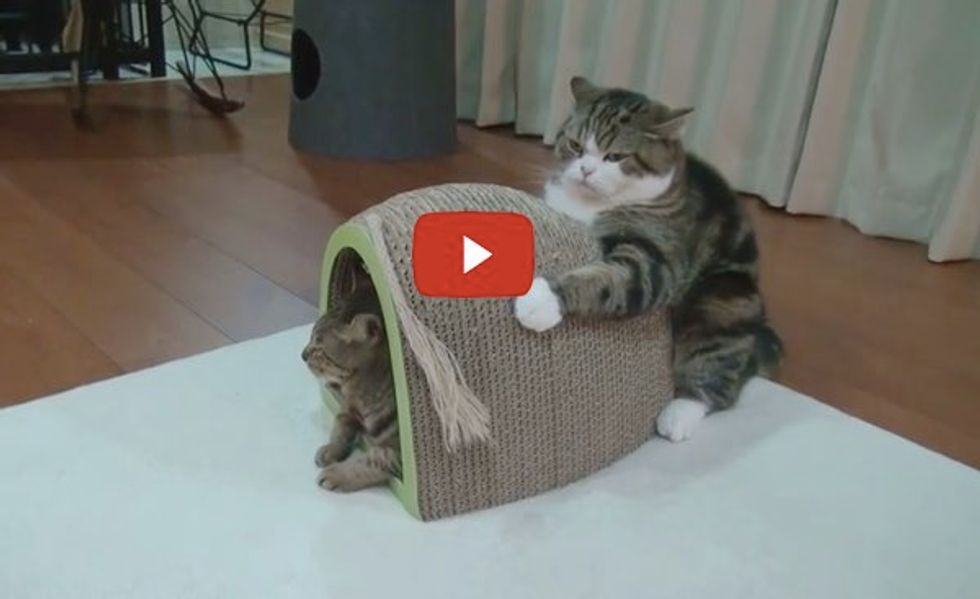 Maru Holds Scratching Board, Not Letting Go