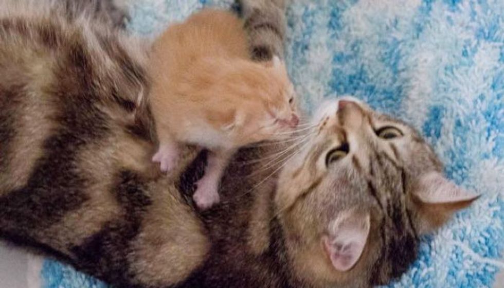 1 Week Old Orphan Kitten Finds a Surrogate Mom and a New Home