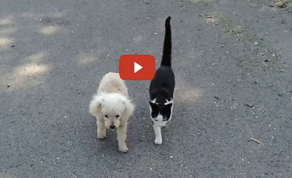Cat Helps Blind Dog Home After a Walk