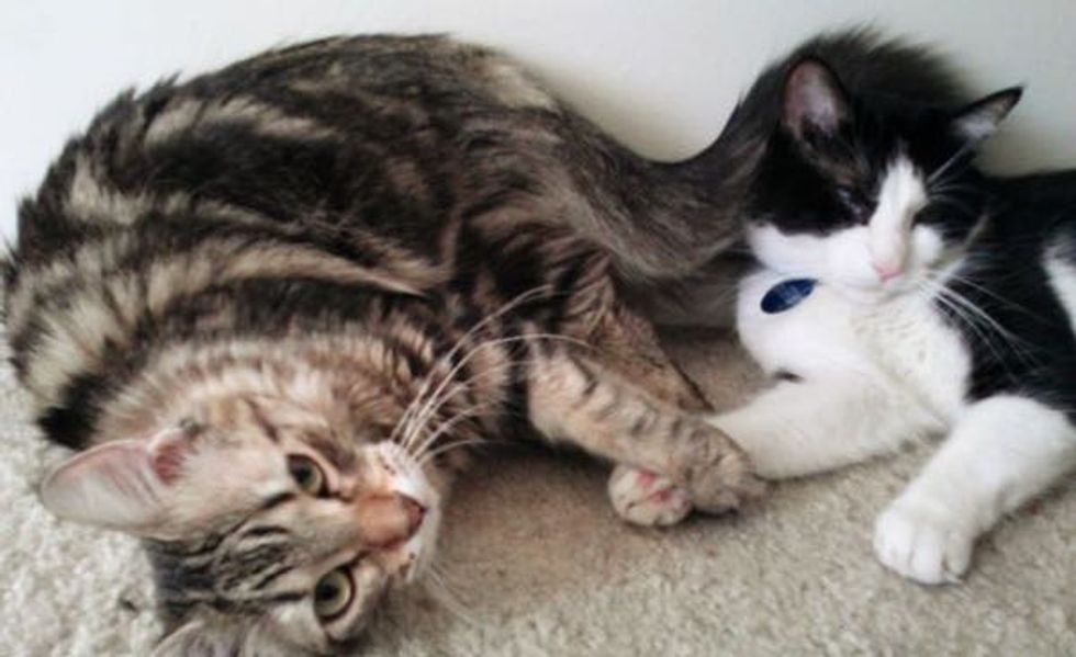 These Rescue Kitties Haven't Stopped Holding Paws and Snuggling Since They Met