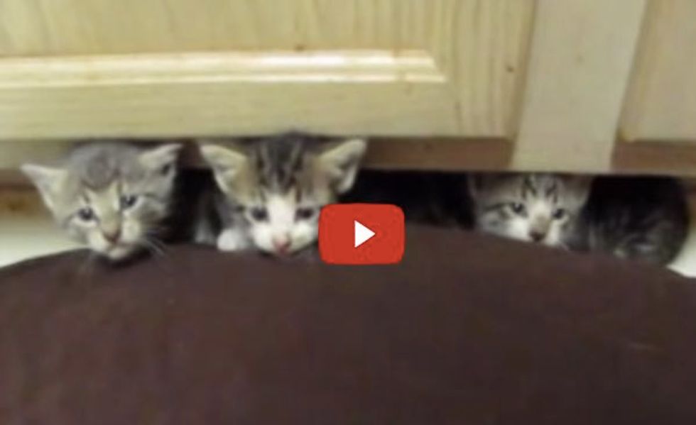 Tiny Feral Kittens from Fearsome to Happy. This is What Love Can Do