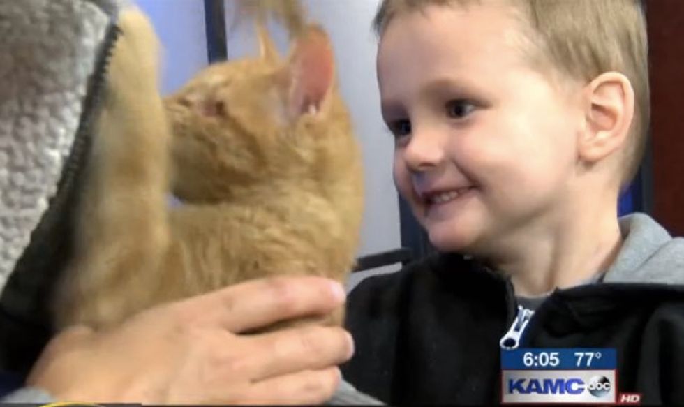 3 Year Old Boy Rescues Special Kitten Born Without Eyes Love Meow 1026