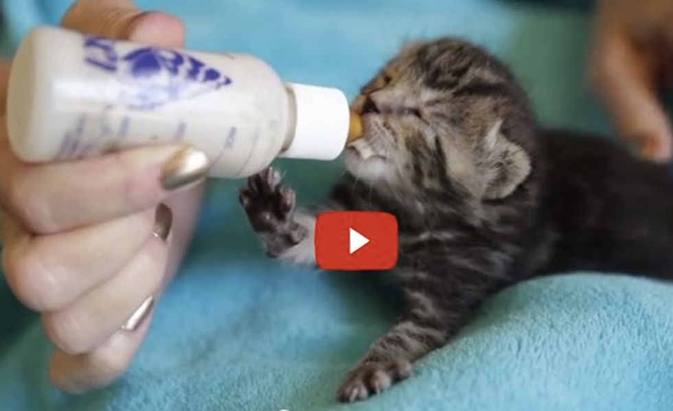 Take a Moment to Watch This Touching Story About 8 Day Old Kitten Chloe