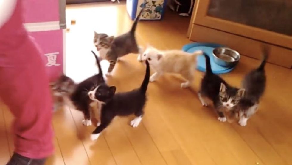 This is What It's Like to Feed 6 Hungry Kittens