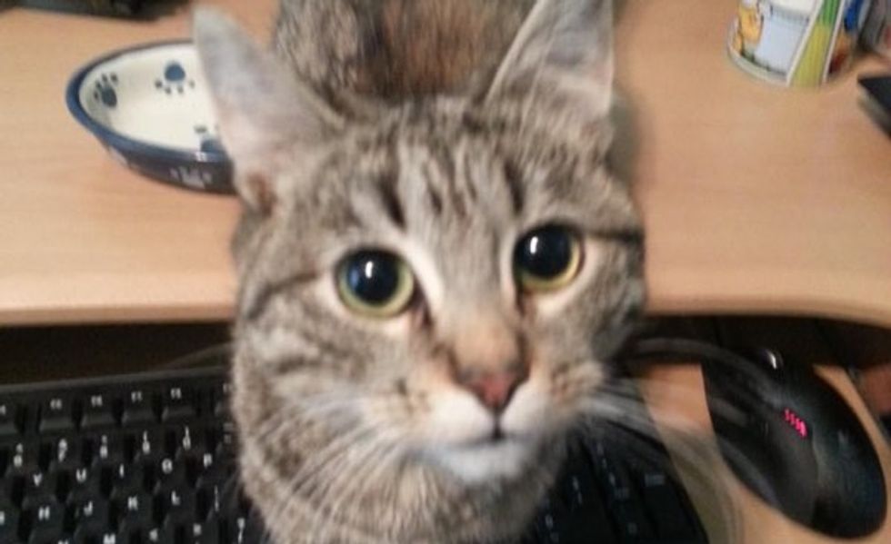 This Special Needs Cat Couldn't Swallow Food, But Now Can Eat on His Own
