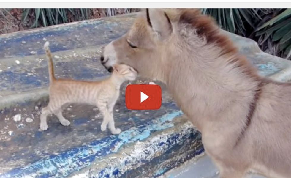 Kitten and Donkey, Unusual Friends