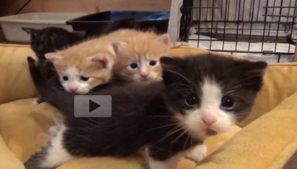 Fostering Brings so Much Joy. Watch These Tiny Kitties Grow!