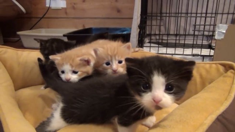 Fostering Brings so Much Joy. Watch These Tiny Kitties Grow! Love Meow