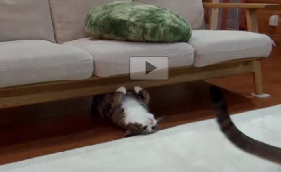 Maru Playing Chase and Pounce with Hana