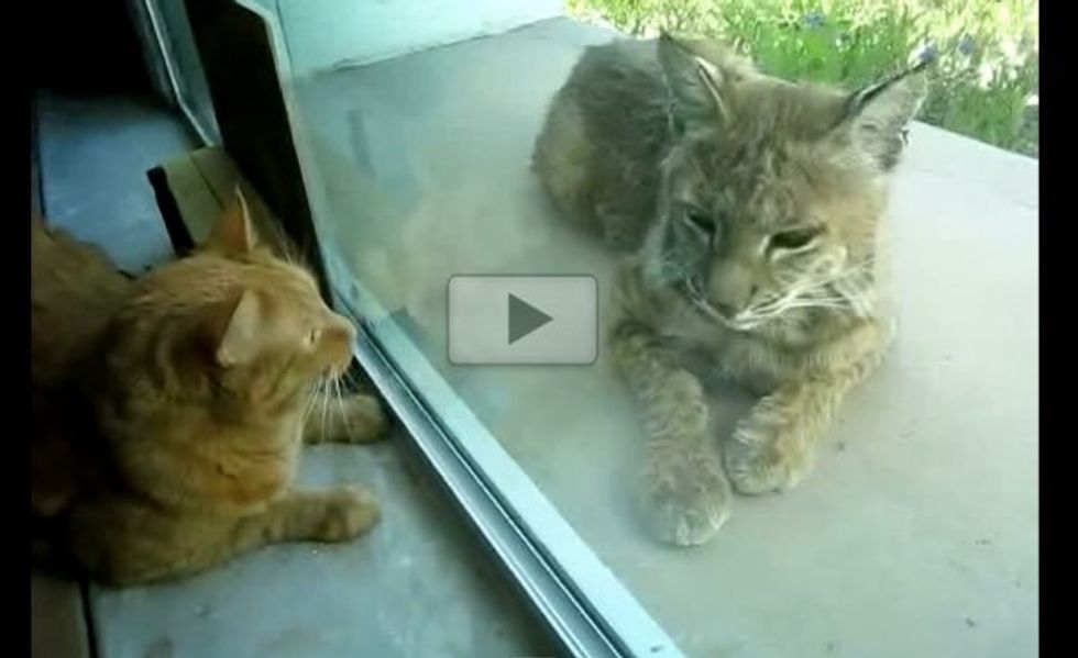Walnut the Indoor Cat Meets a Bobcat