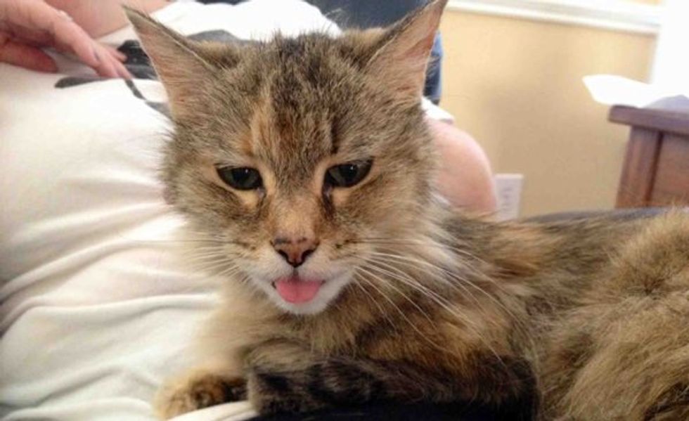 Frances the Cat is 21 Years Old, But Still a Kitten at Heart!