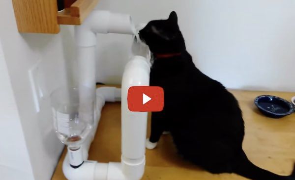 Engineer Builds His Cat a Very Cool Water Fountain Love Meow