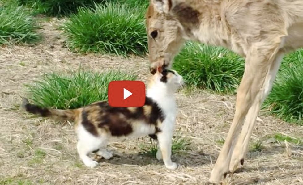 Cat and Whitetail Deer Who Grew Up Together Share a Special Moment
