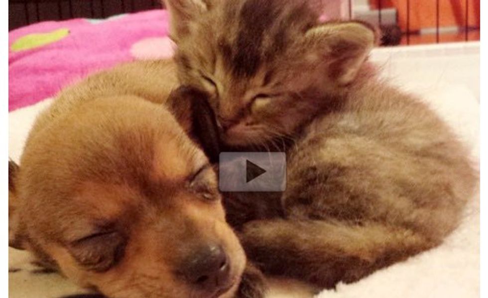 Orphan Kitten and Abandoned Puppy Adopt Each Other and Become Best Friends