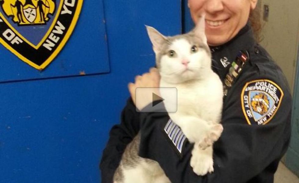 A Cat Wandered in to NYPD and Didn't Want to Leave