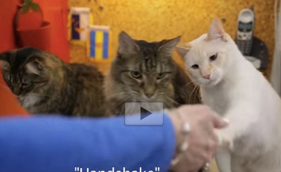 Woman With A Hearing Loss Taught Her Deaf Cat Sign Language