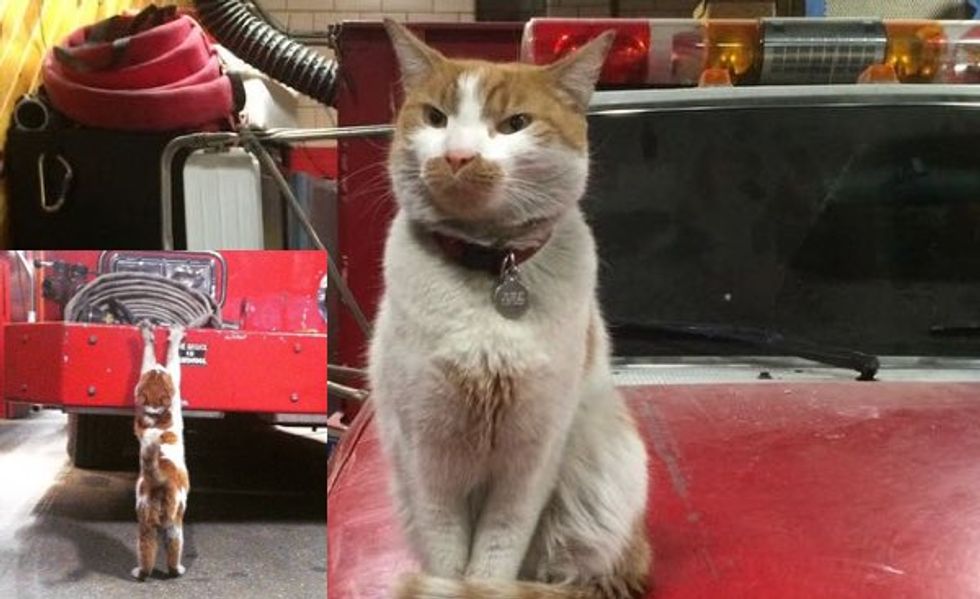 Meet Carlow and Boogie! Bravest Firehouse Cats in Manhattan