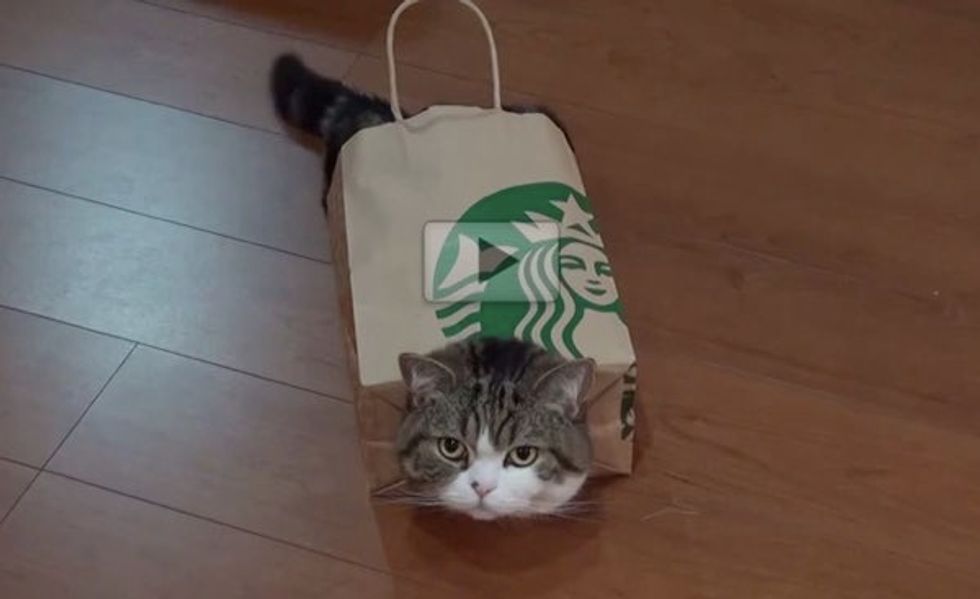 Maru Stuffs Himself in Paper Bag, Sometimes He Wears It