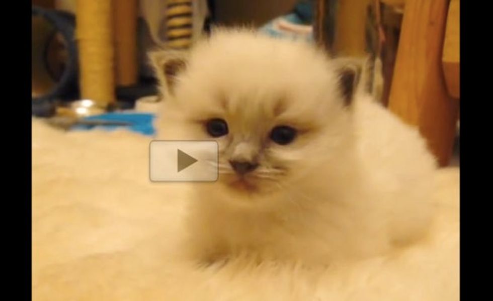 This Little Fluffy Kitty 'Disappears' When He Falls Asleep