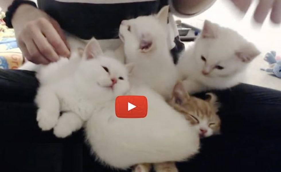 Five Foster Kittens Sharing Lap Time Together. It's a Purr-a-thon!