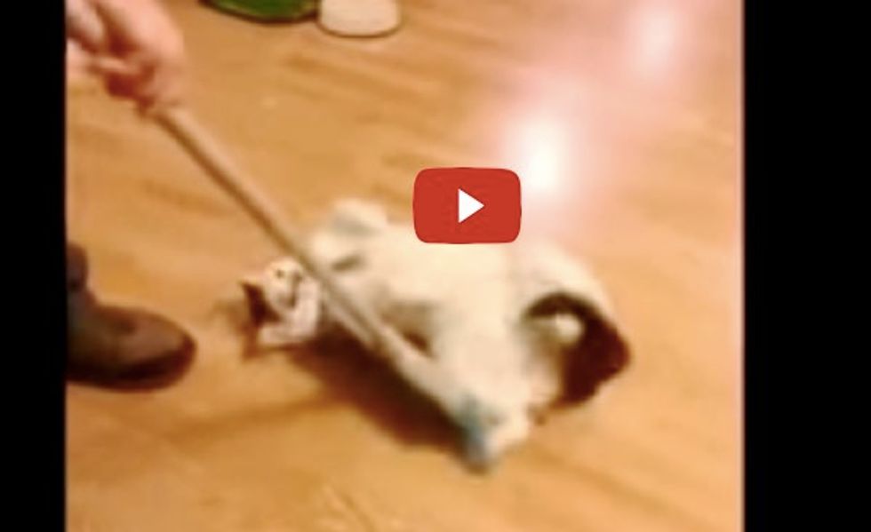 Kitty Loves to Be Swept Across Floor and Runs Back for More!
